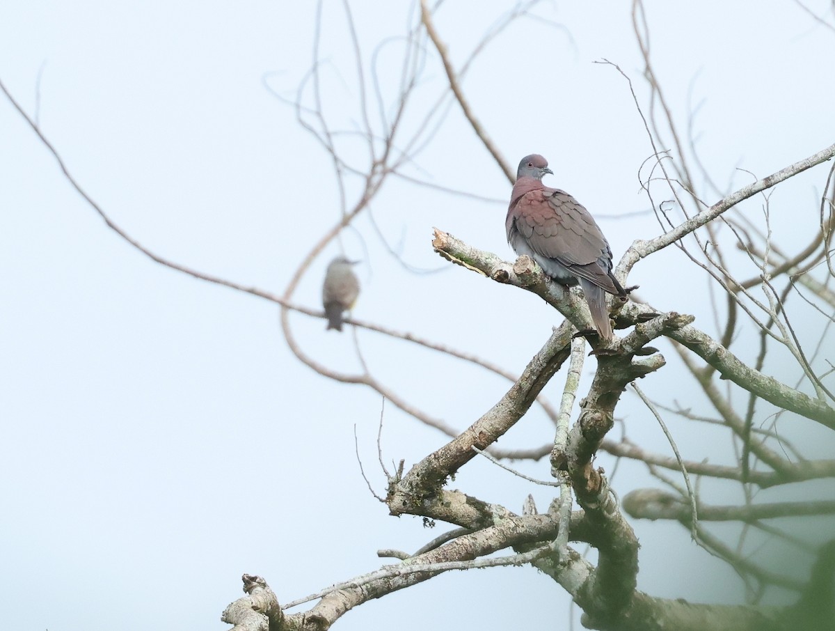 Pale-vented Pigeon - ML643385397