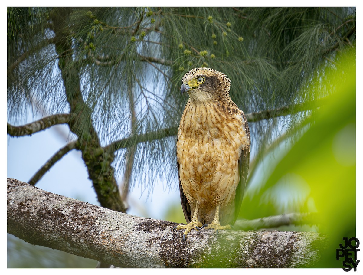 Philippine Serpent-Eagle - ML643385398