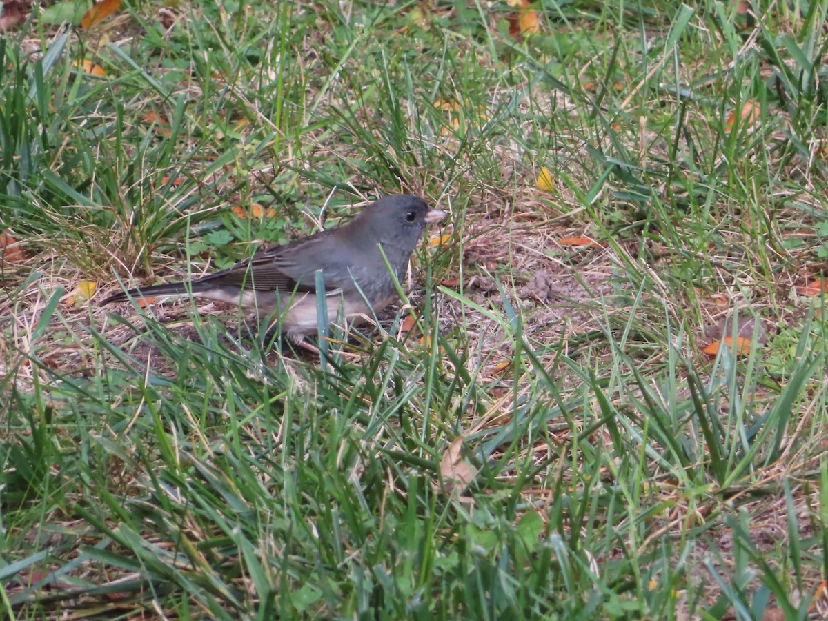Dark-eyed Junco - ML643385404