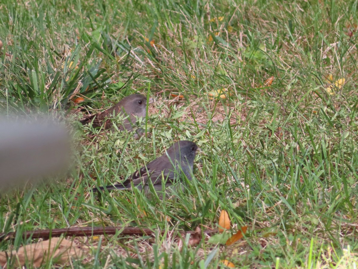 Dark-eyed Junco - ML643385414