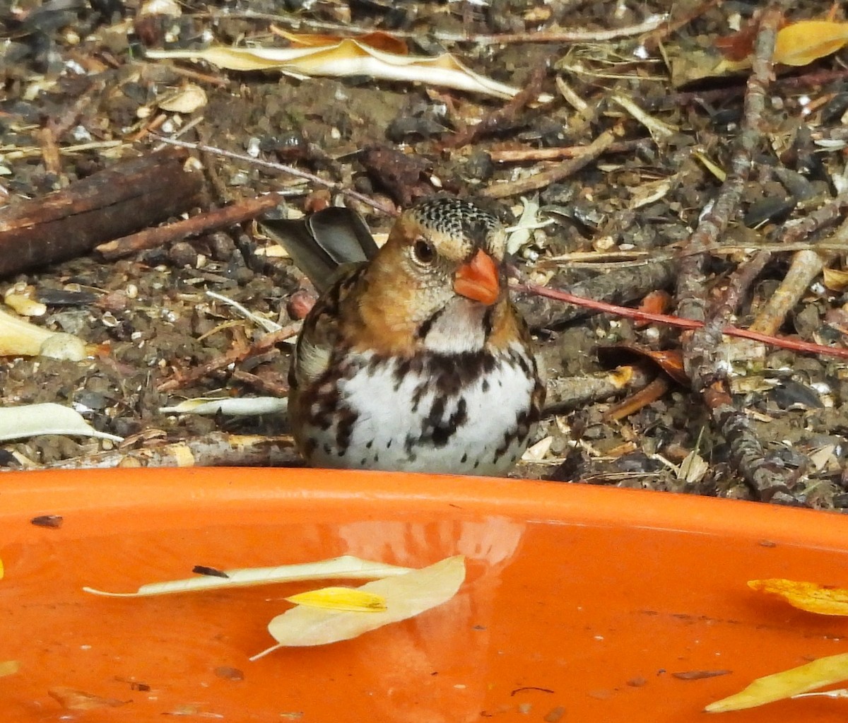 Harris's Sparrow - ML643385427