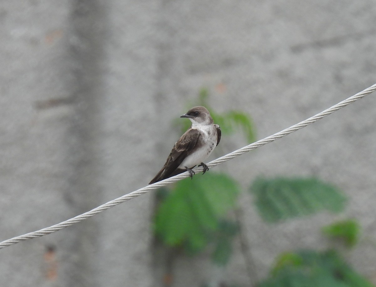 Brown-chested Martin - ML643385433