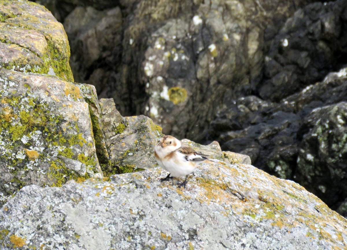 Snow Bunting - ML643385435