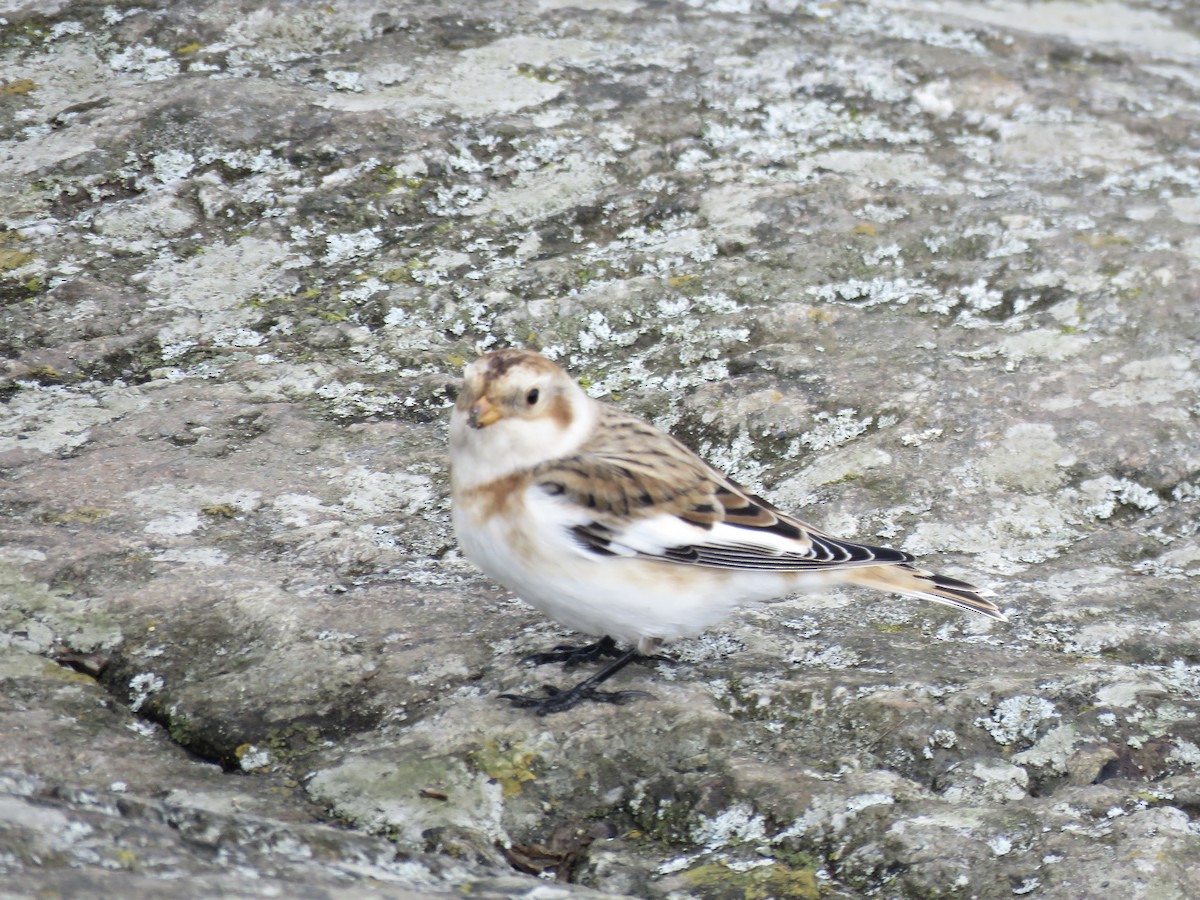 Snow Bunting - ML643385443