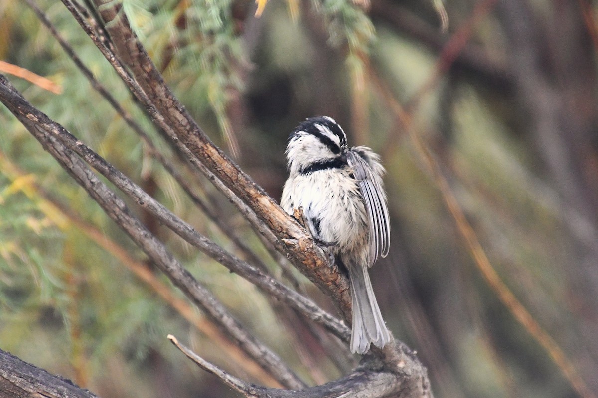 Mountain Chickadee - ML643385444