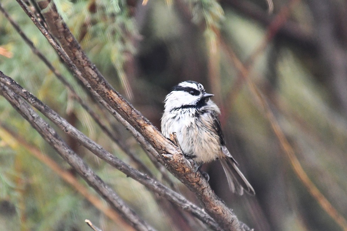 Mountain Chickadee - ML643385451