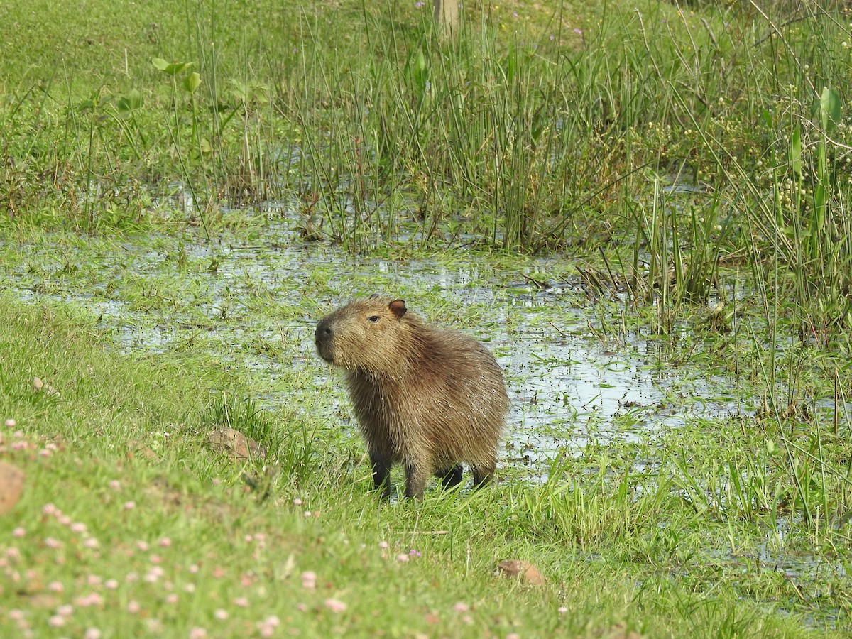 Животные - ML643385462