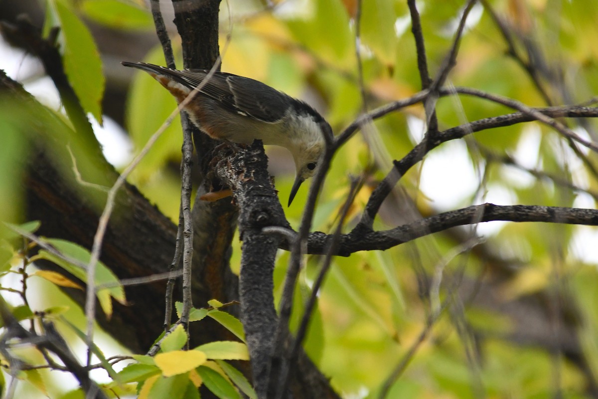 White-breasted Nuthatch - ML643385470
