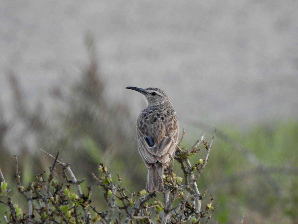 Cape Long-billed Lark (Cape) - ML643385483