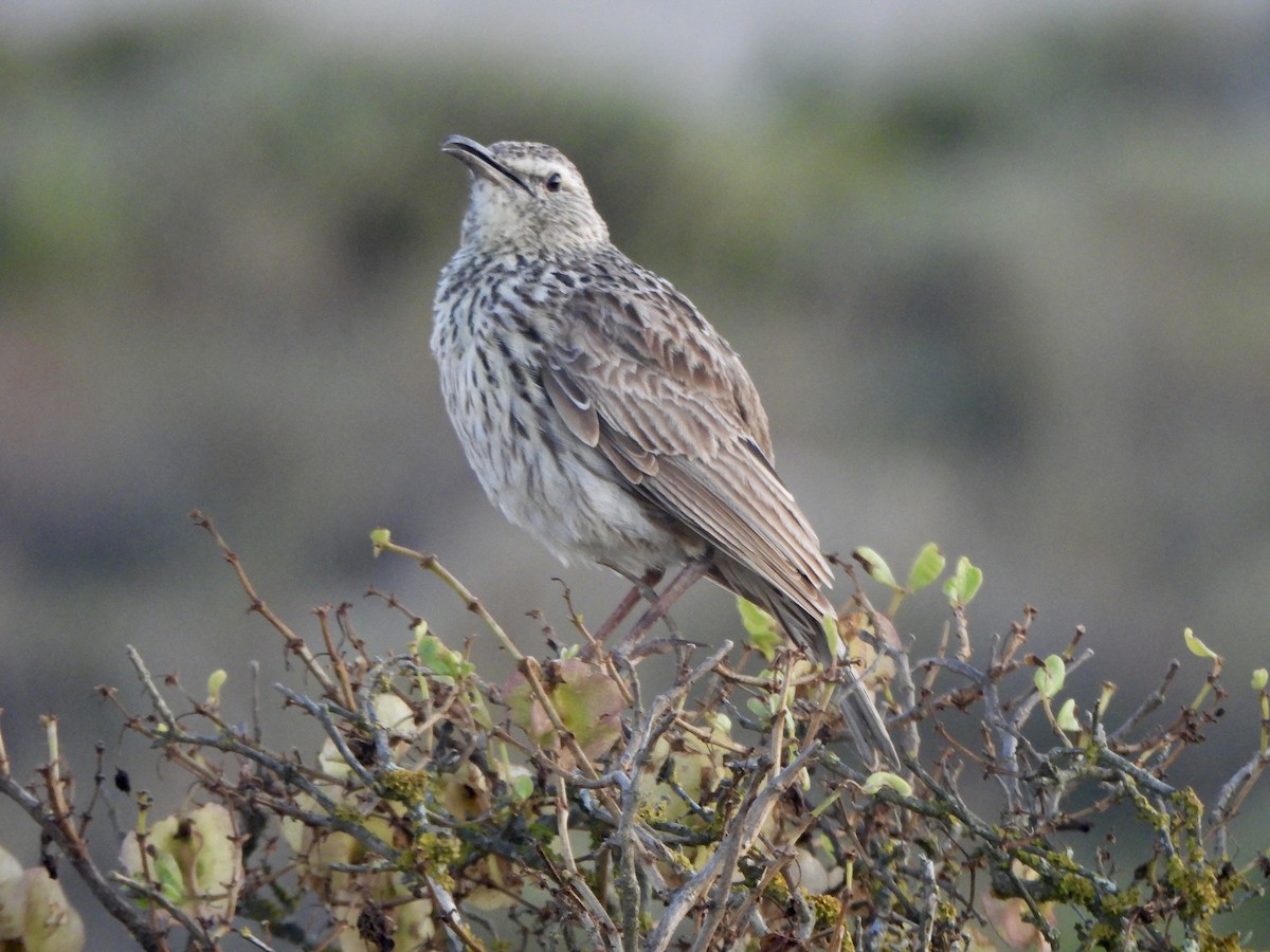 Cape Long-billed Lark (Cape) - ML643385484