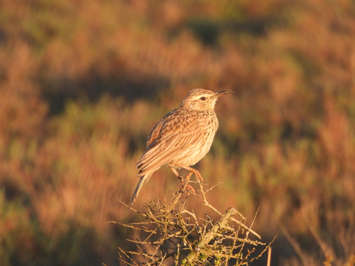 Cape Long-billed Lark (Cape) - ML643385485