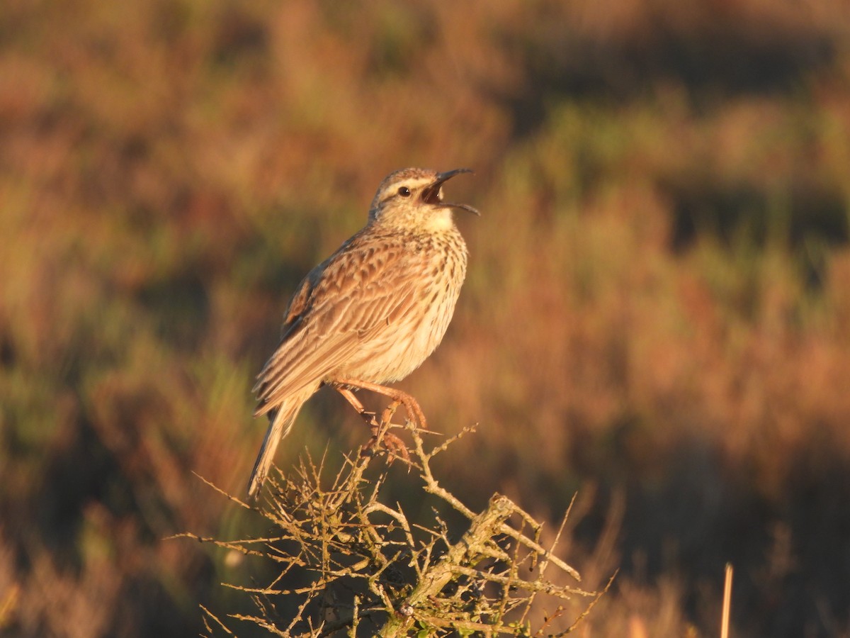 Cape Long-billed Lark (Cape) - ML643385486