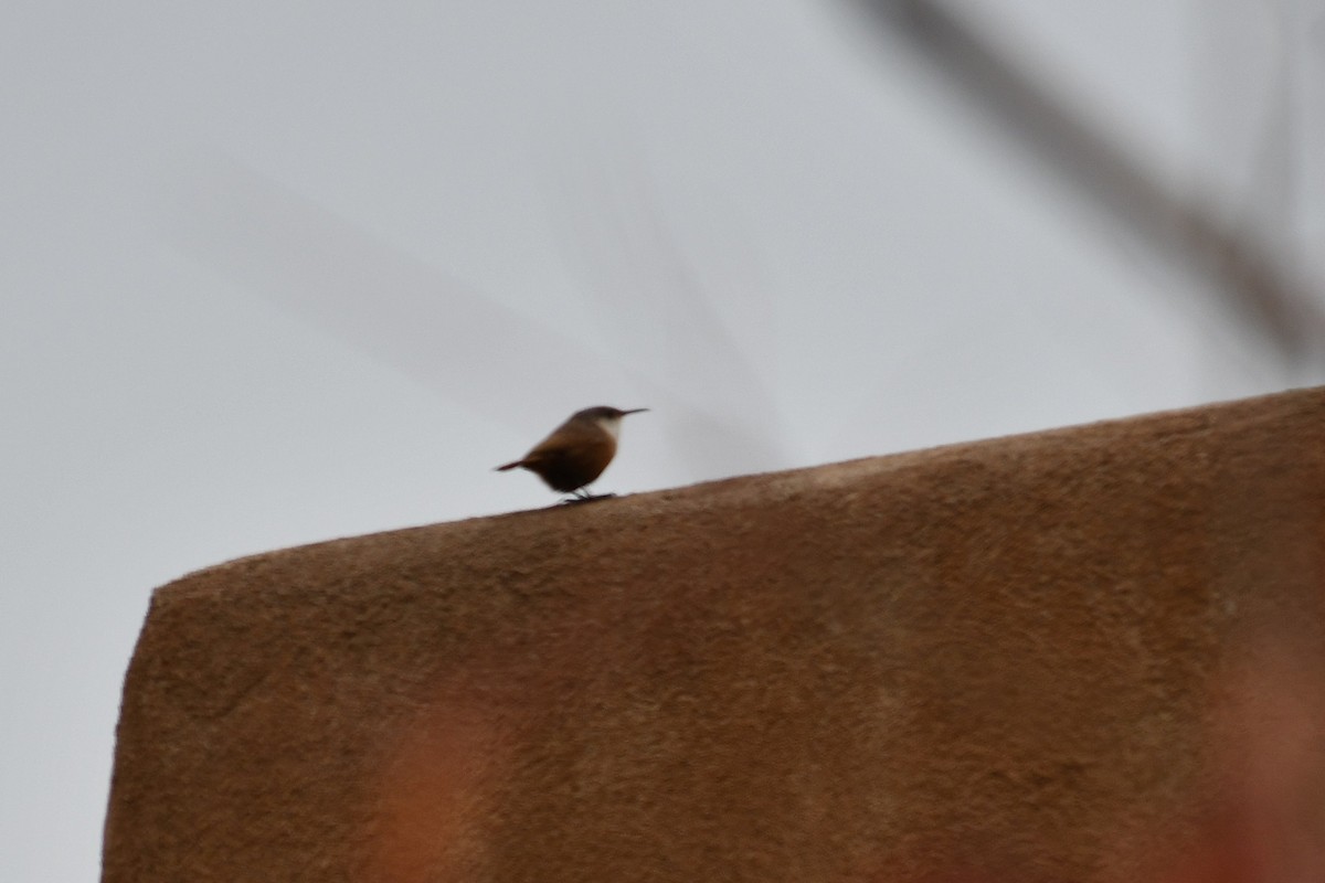 Canyon Wren - ML643385499