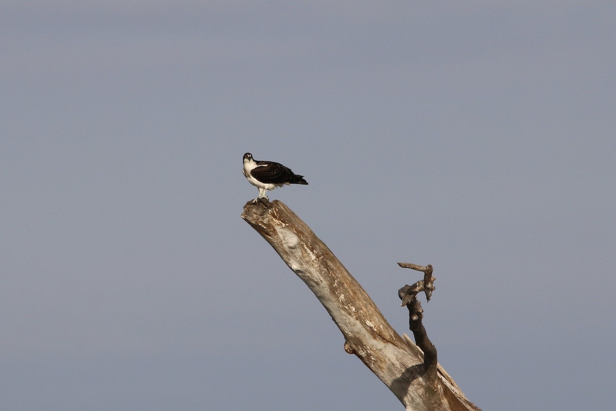 Osprey - ML643385502
