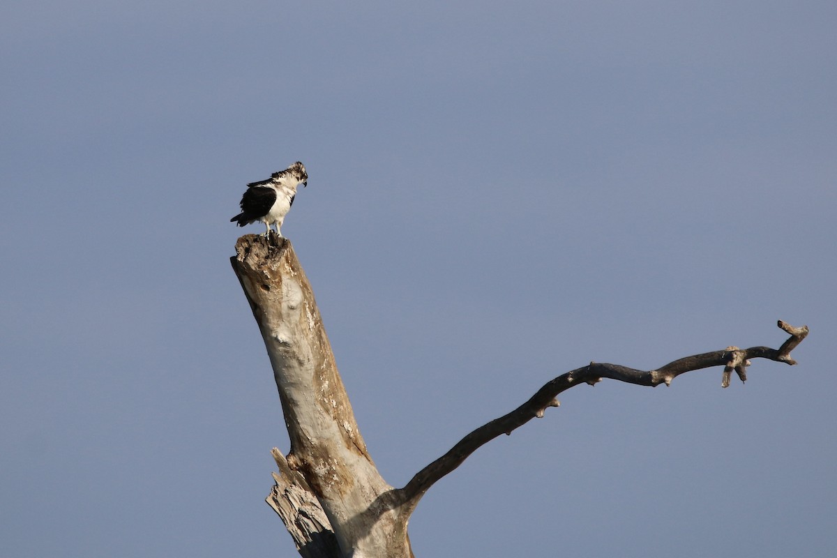 Osprey - ML643385503