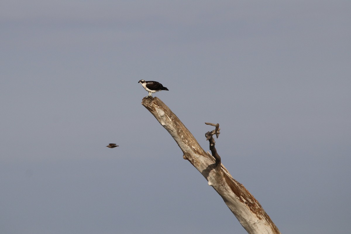 Osprey - ML643385504