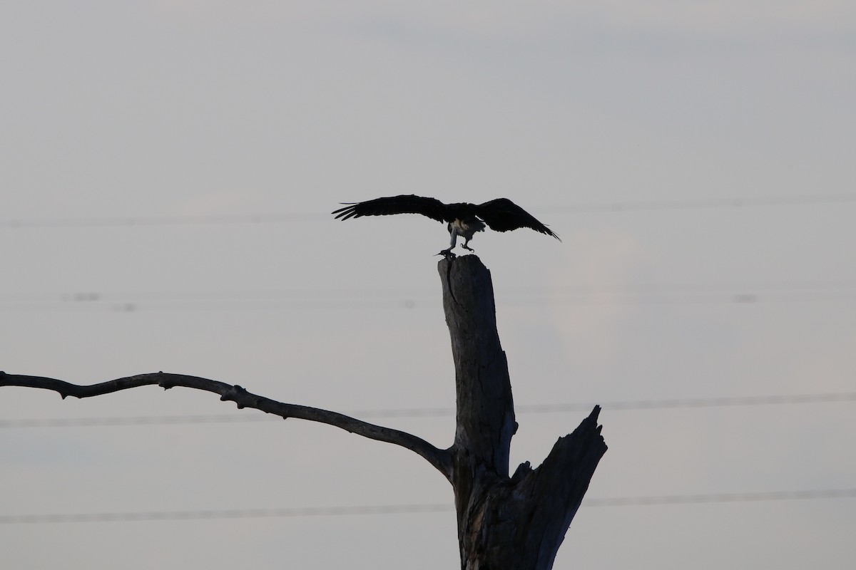 Osprey - ML643385505