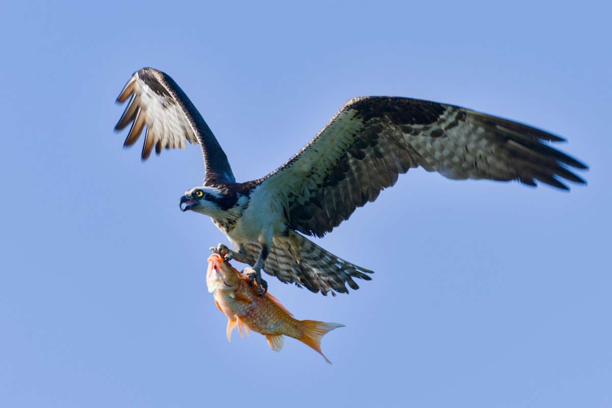 Osprey - ML643385506