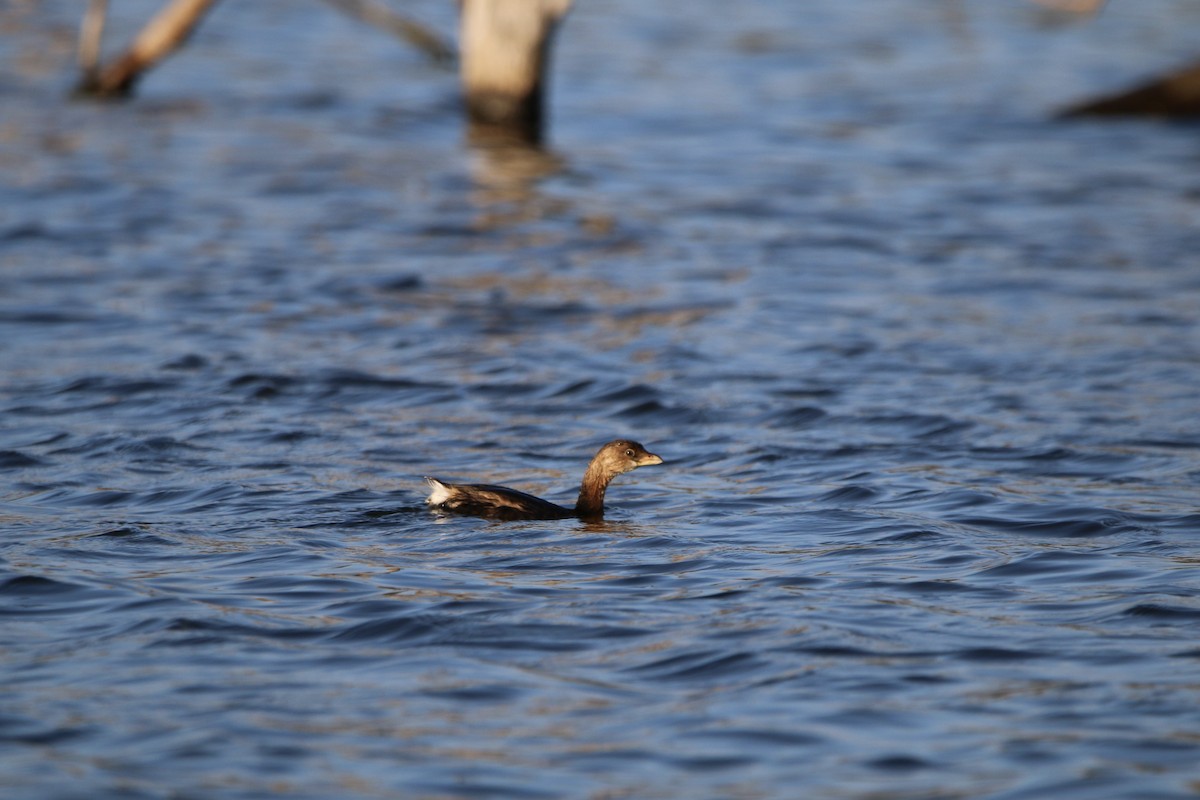 Pied-billed Grebe - ML643385517
