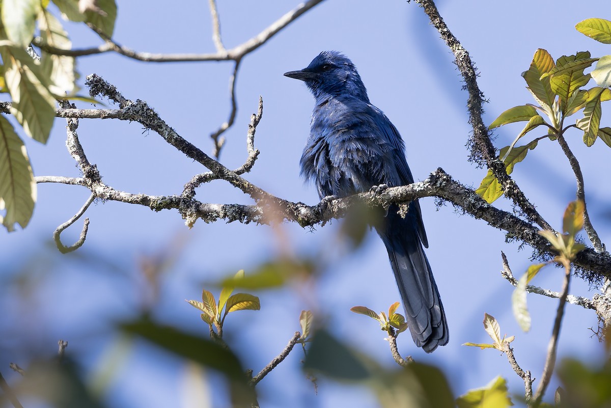 Unicolored Jay - ML643385602