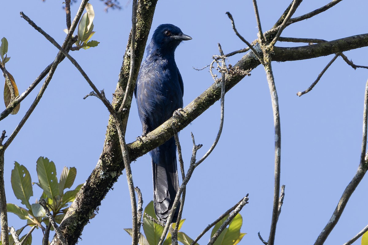 Сойка однобарвна - ML643385603