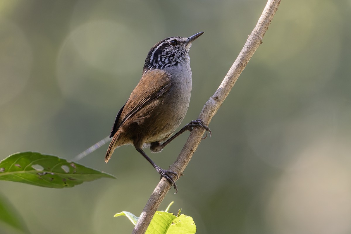 Gray-breasted Wood-Wren - ML643385619