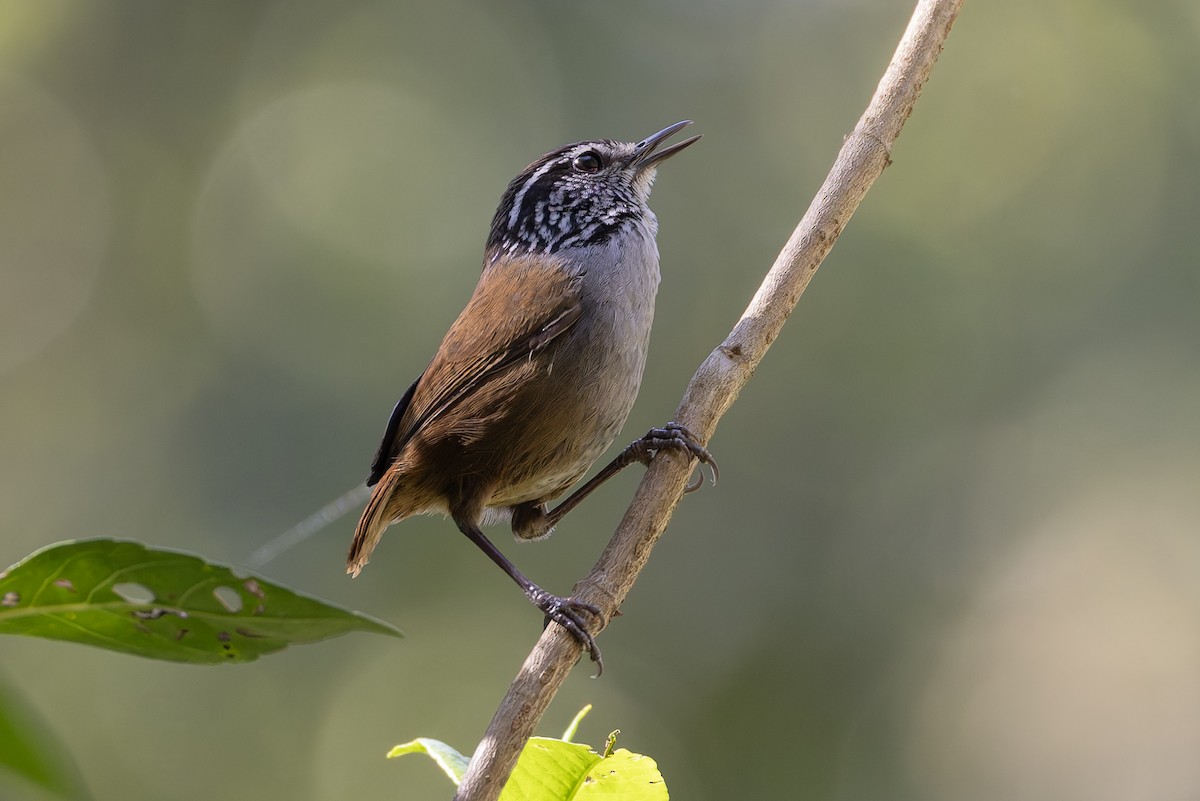 Gray-breasted Wood-Wren - ML643385620