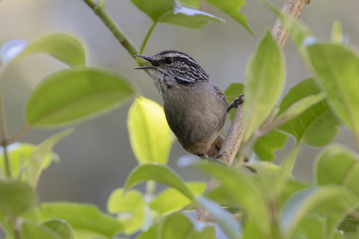 Gray-breasted Wood-Wren - ML643385621