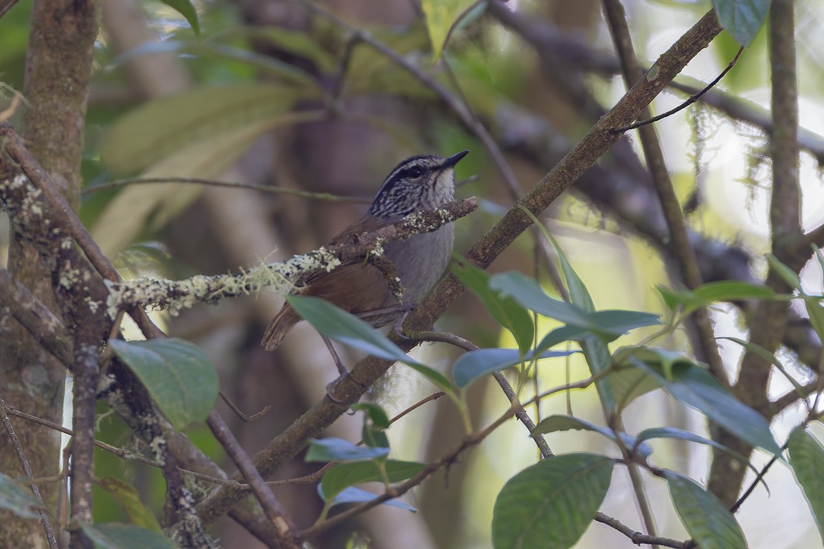Gray-breasted Wood-Wren - ML643385622