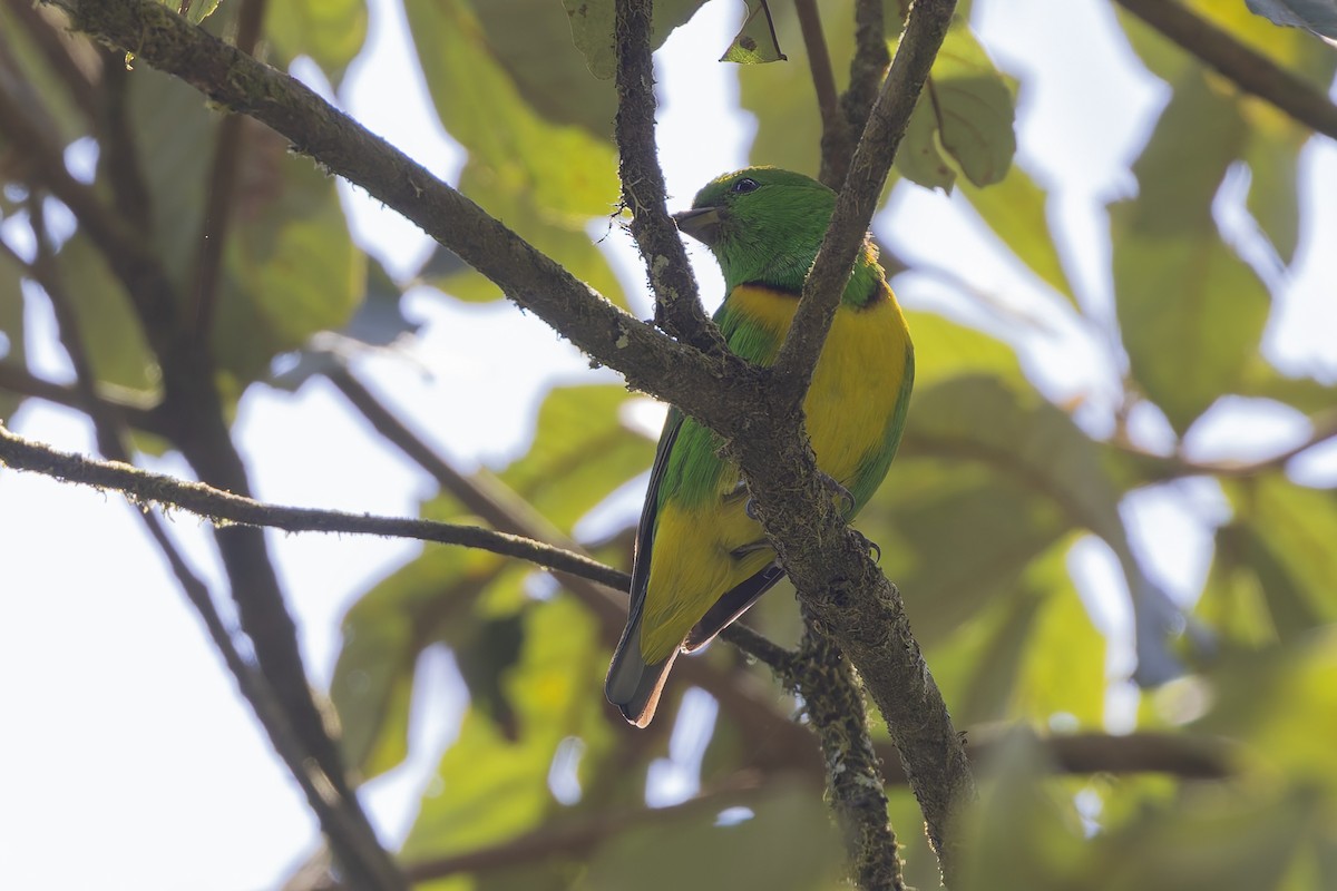 Blue-crowned Chlorophonia - ML643385627