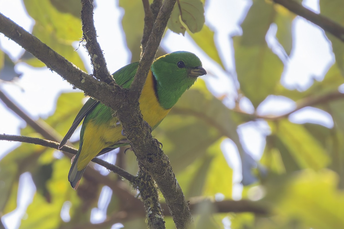 Blue-crowned Chlorophonia - ML643385628