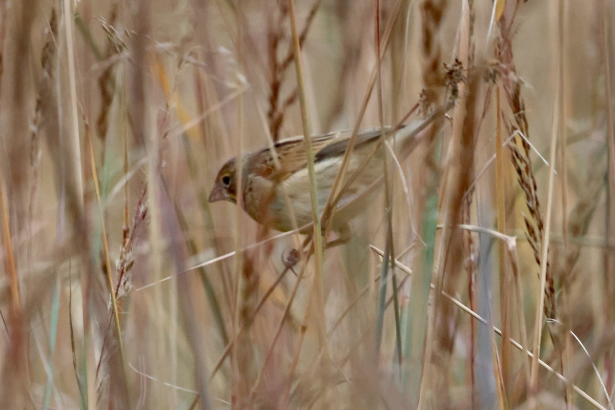Dickcissel - ML643385638