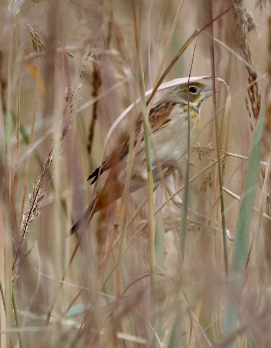 Dickcissel - ML643385639