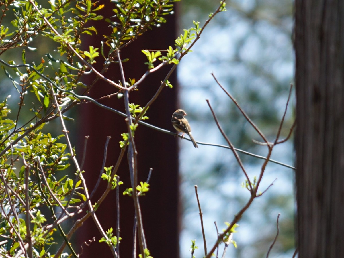 Field Sparrow - ML643385697