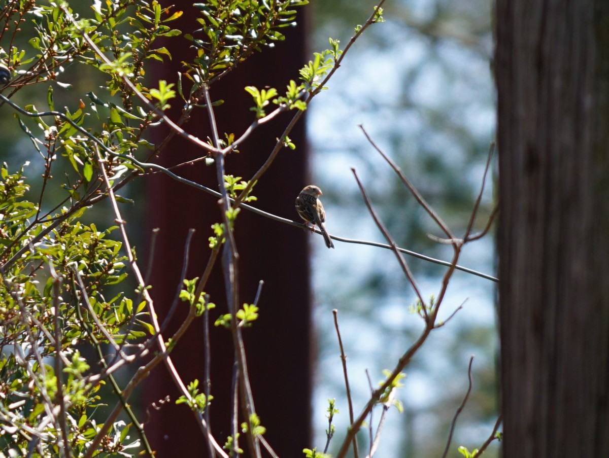Field Sparrow - ML643385699
