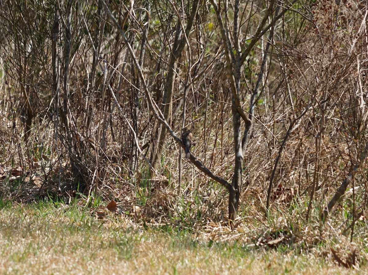 Field Sparrow - ML643385701