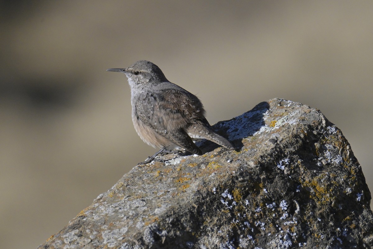 Rock Wren - ML643385704