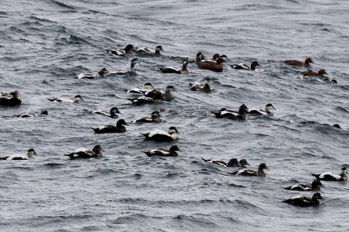 Common Eider - ML643385717