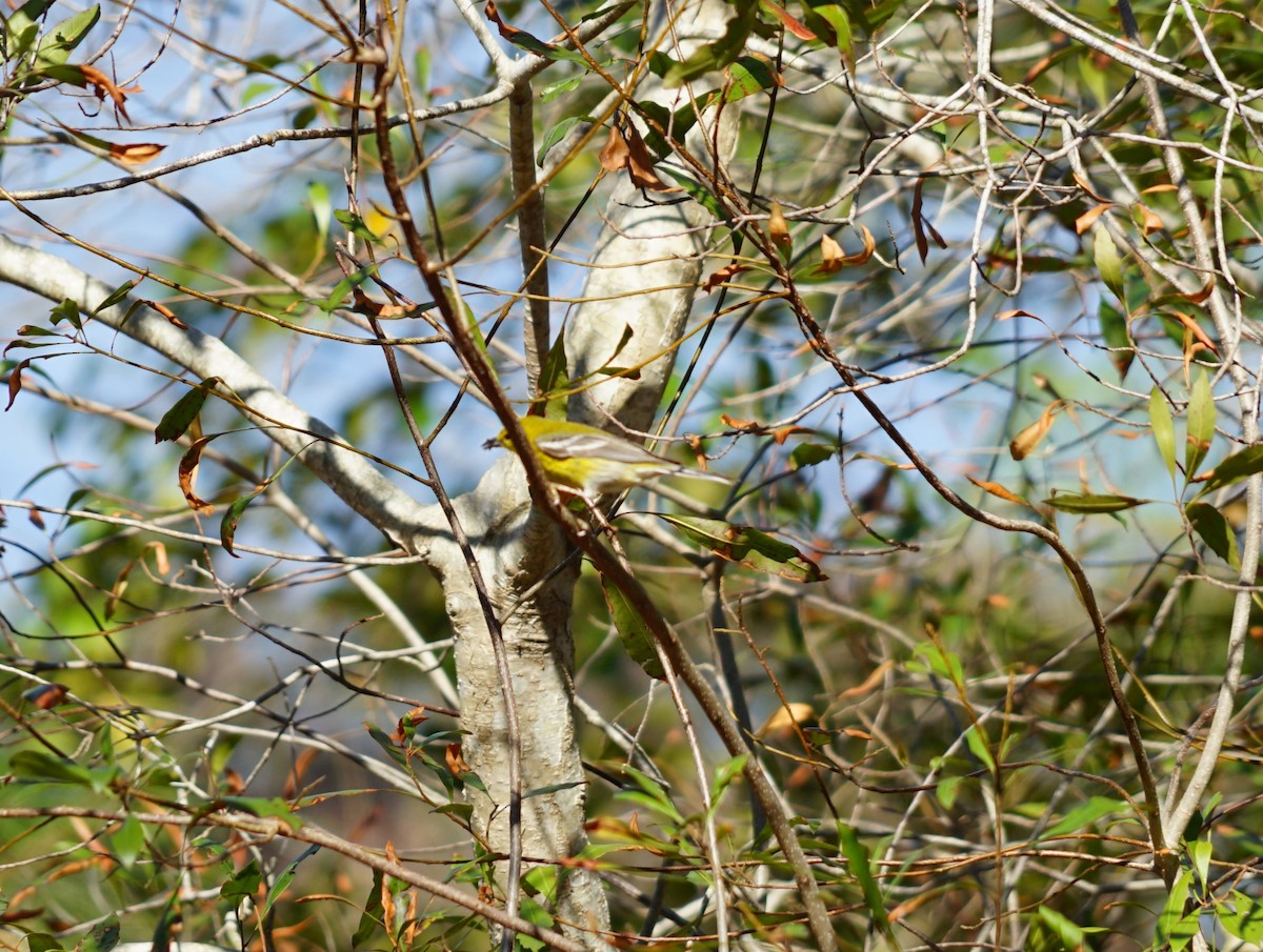 Pine Warbler - ML643385722