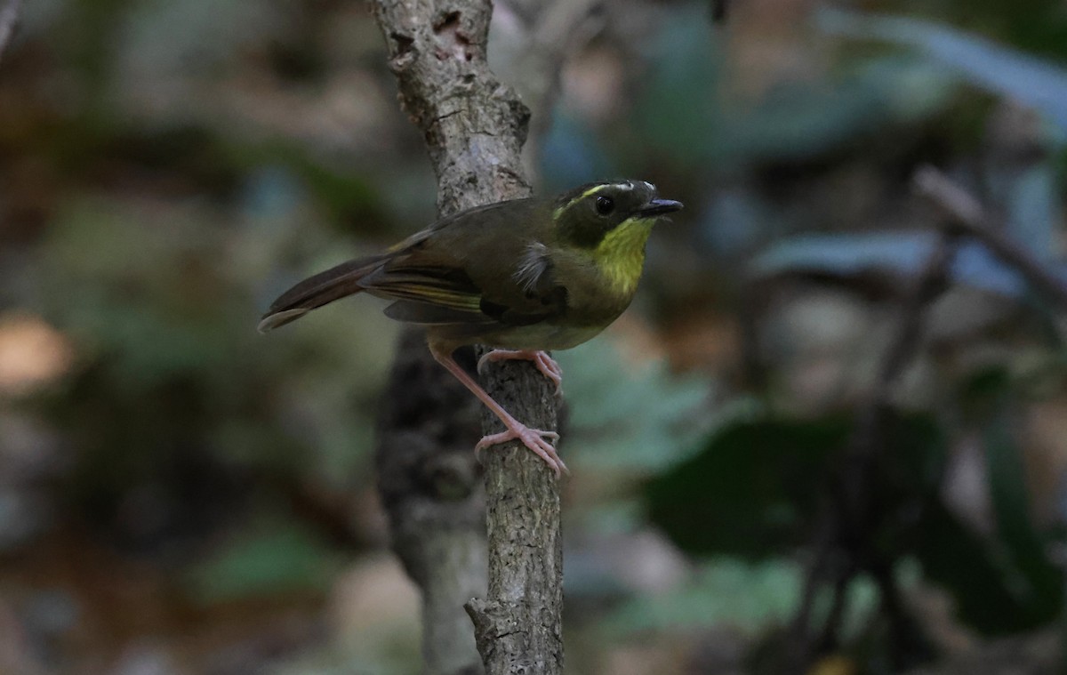 Yellow-throated Scrubwren - ML643385733