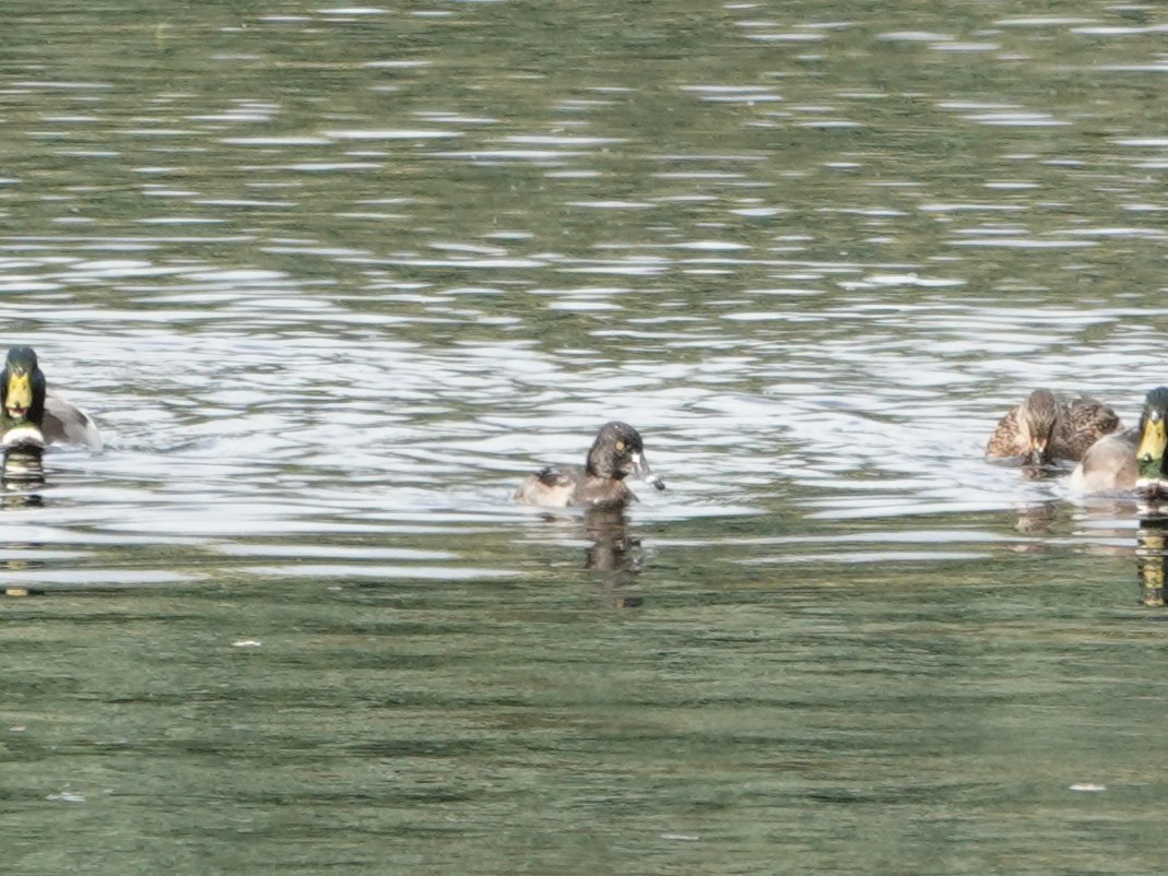 polák proužkozobý - ML643385736