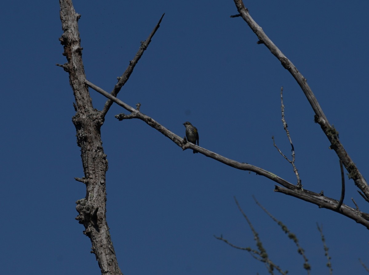 Yellow-rumped Warbler - ML643385744