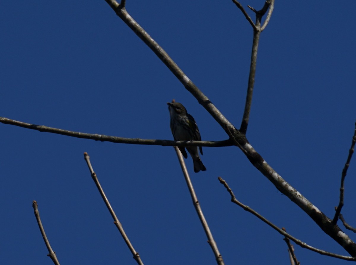 Yellow-rumped Warbler - ML643385745