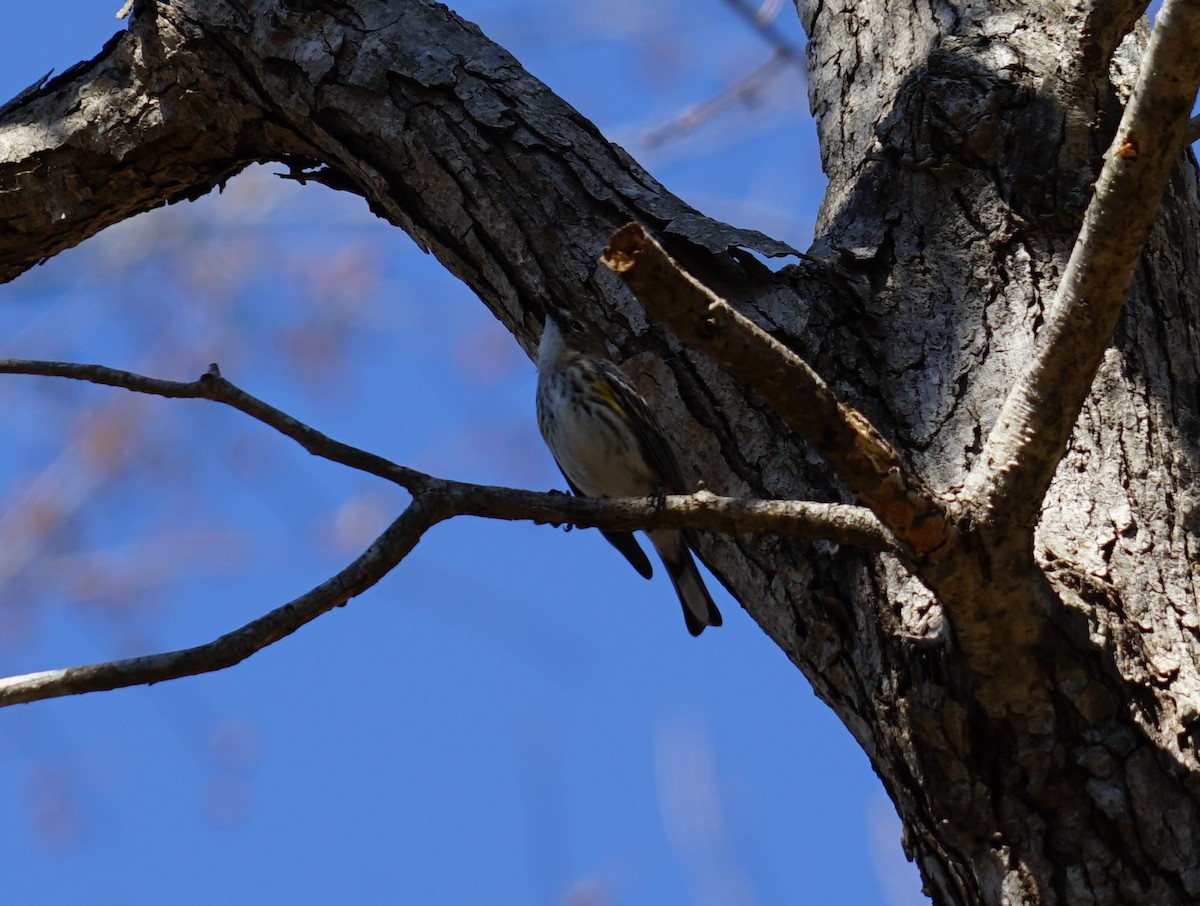Yellow-rumped Warbler - ML643385747