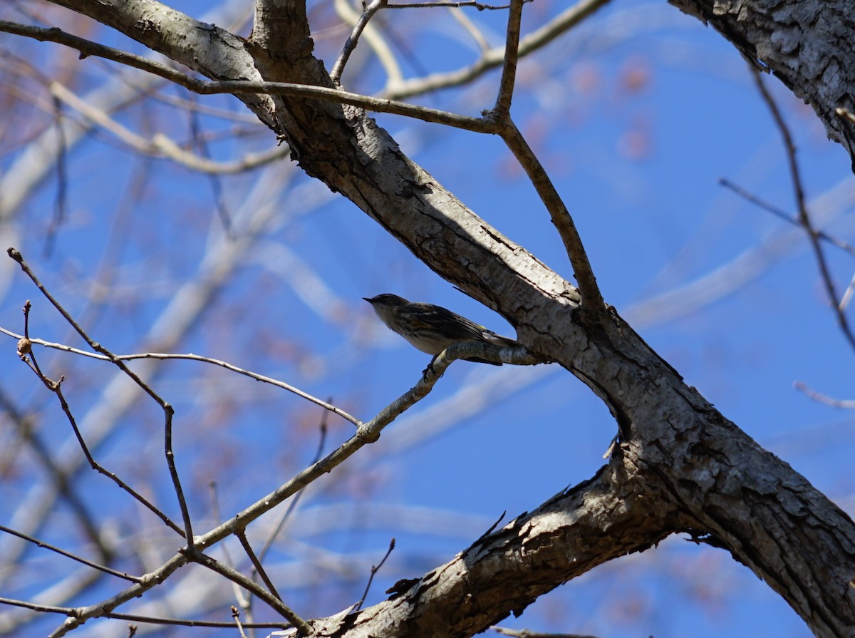 Yellow-rumped Warbler - ML643385748