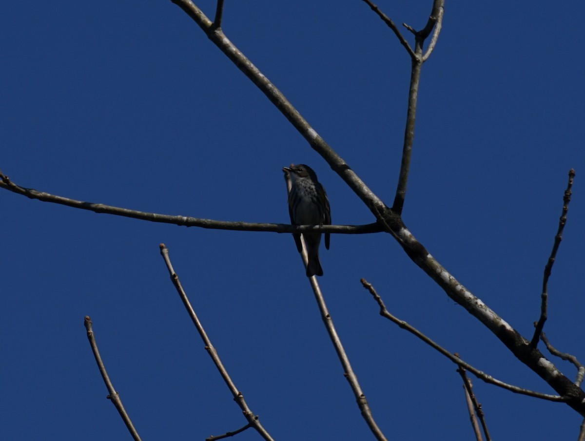 Yellow-rumped Warbler - ML643385749