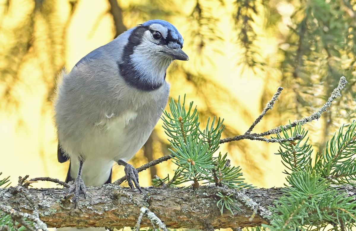 Blue Jay - ML643385762