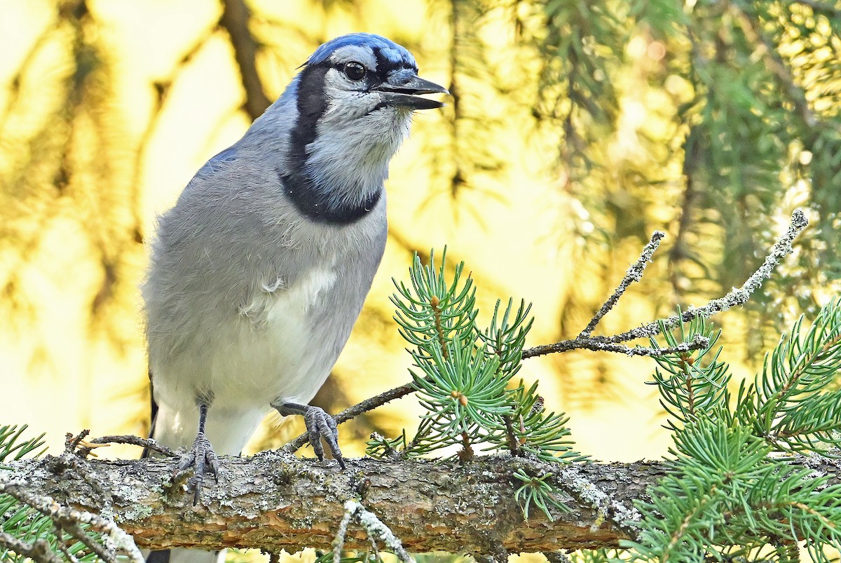 Blue Jay - ML643385764