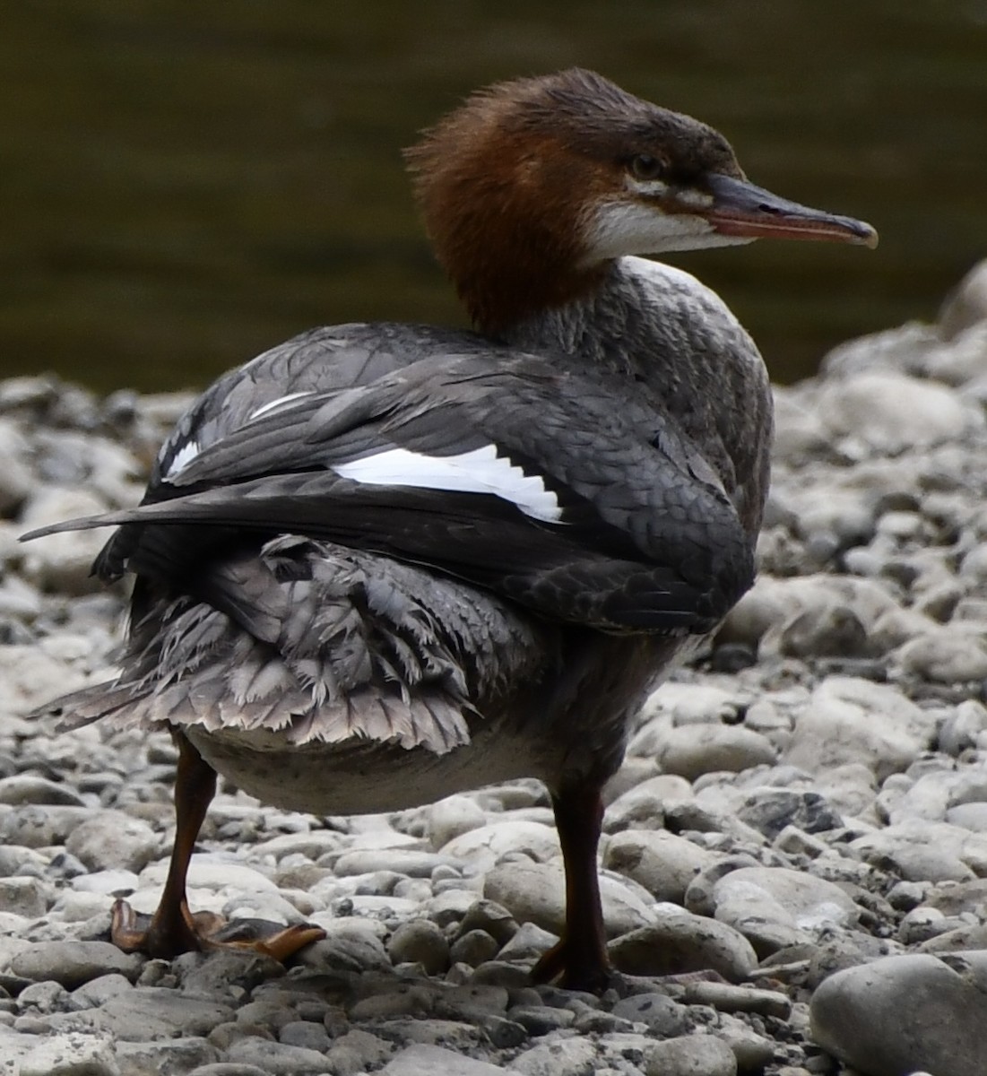 Хумхин бохио - ML643385774