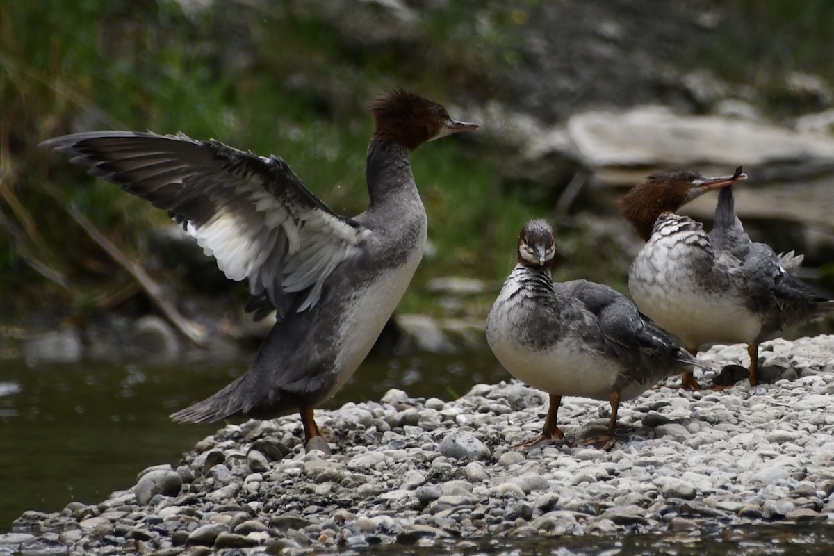 Хумхин бохио - ML643385775